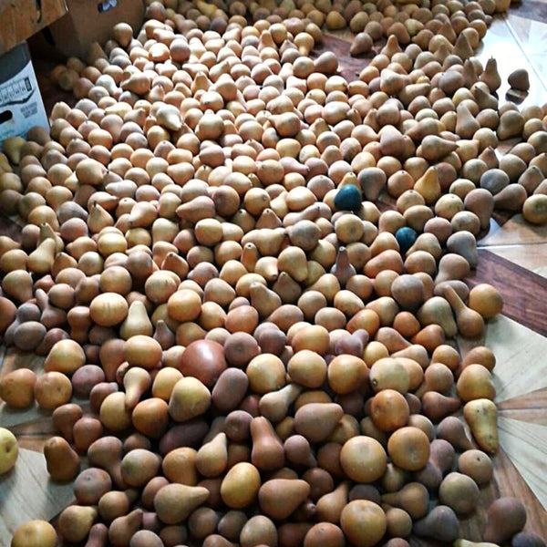 Funny Snail Gourd