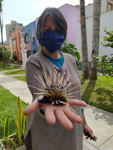 Hedgehog Toothpick Holder Recycled